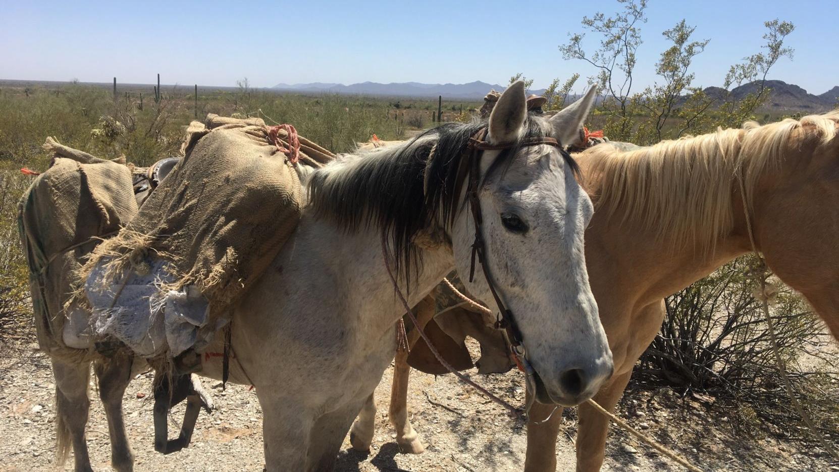 Horses found ferrying pot, meth NW of Sells